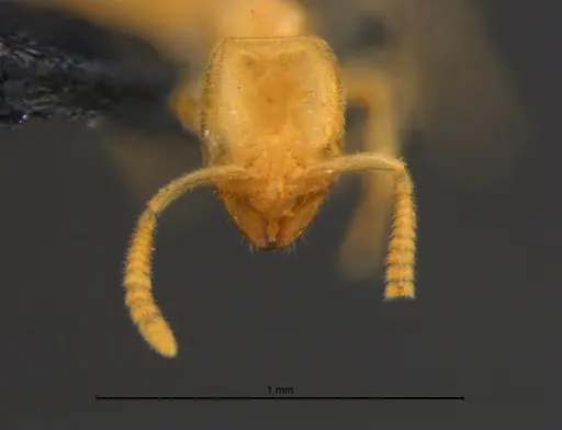 Anillidris bruchi - MZSPHYM0144335