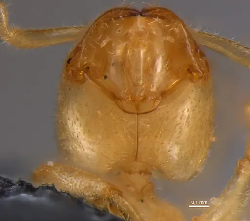 Anillidris bruchi - MZSPHYM0144335