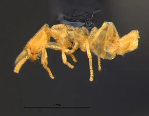 Anillidris bruchi - MZSPHYM0144335