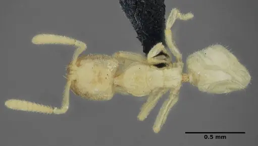 Anillidris bruchi - UFV-LABECOL-004260