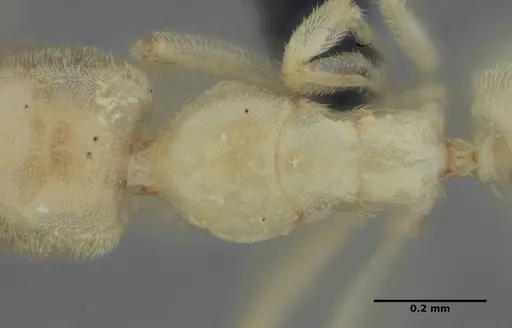 Anillidris bruchi - UFV-LABECOL-004260