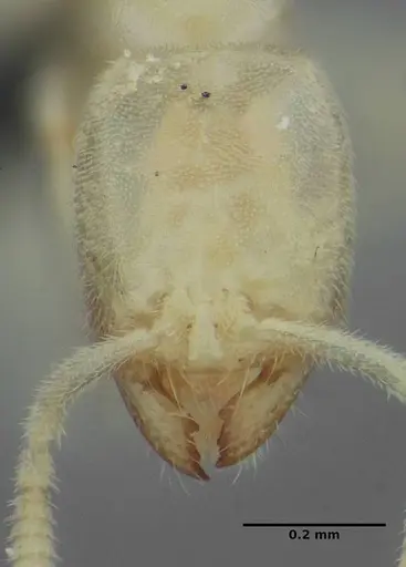 Anillidris bruchi - UFV-LABECOL-004260