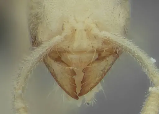 Anillidris bruchi - UFV-LABECOL-004260