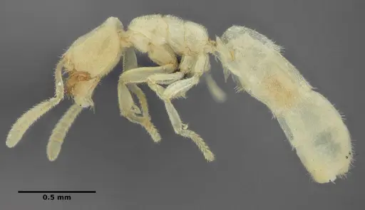 Anillidris bruchi - UFV-LABECOL-004260