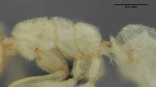 Anillidris bruchi - UFV-LABECOL-004260