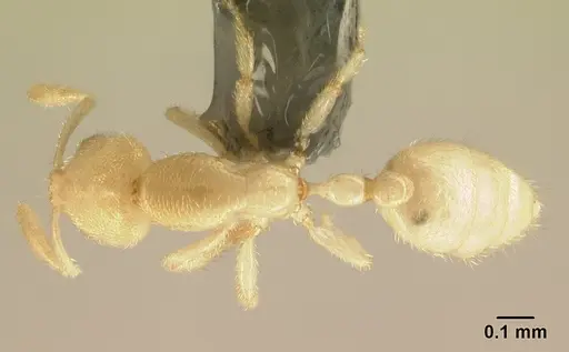 Anillomyrma decamera specimen