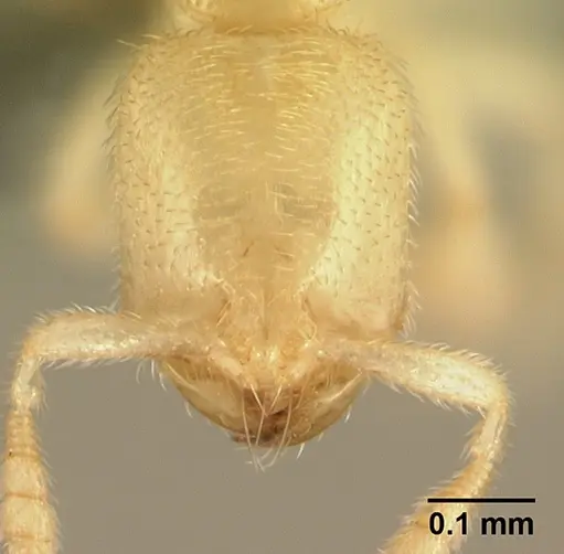 Anillomyrma decamera specimen