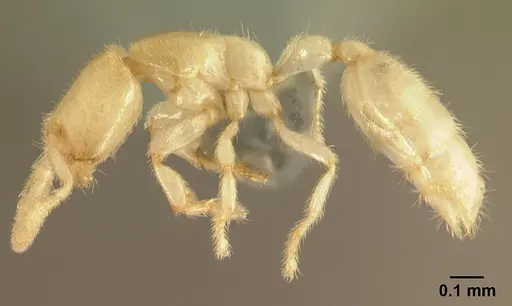 Anillomyrma decamera specimen