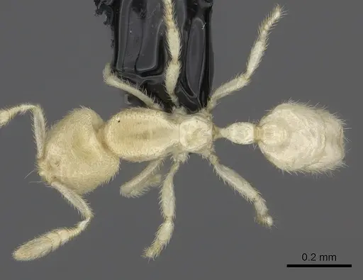 Anillomyrma decamera - CASENT0235147