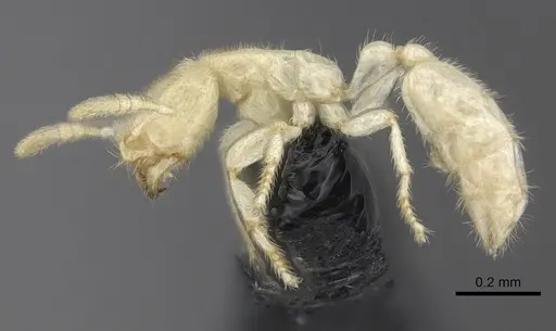 Anillomyrma decamera - CASENT0235147