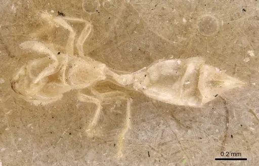 Anillomyrma decamera - CASENT0904590