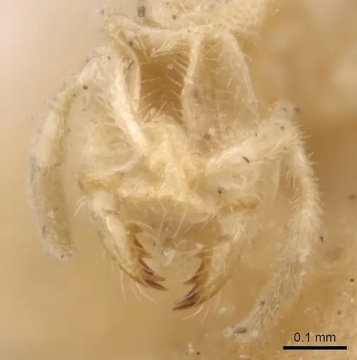 Anillomyrma decamera - CASENT0904590