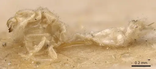 Anillomyrma decamera - CASENT0904590