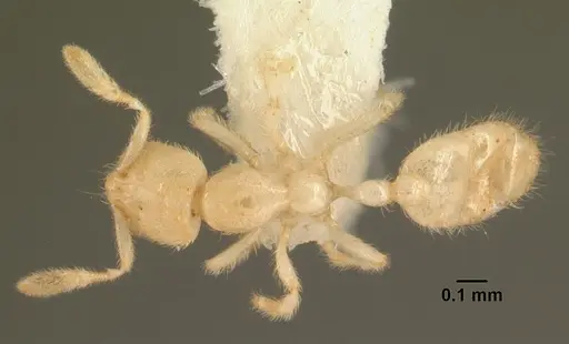 Anillomyrma tridens specimen