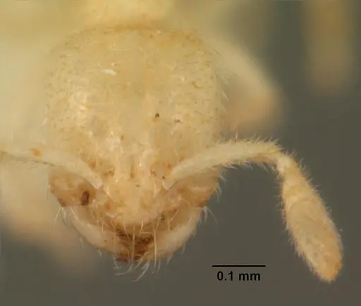 Anillomyrma tridens specimen