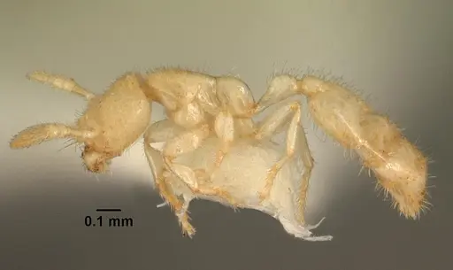Anillomyrma tridens specimen