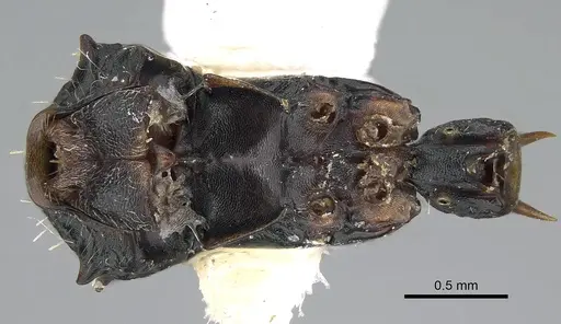 Ankylomyrma coronacantha specimen
