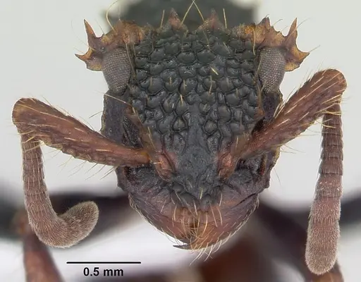 Ankylomyrma coronacantha specimen
