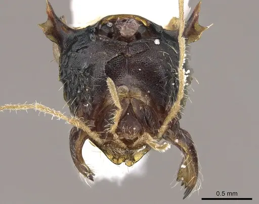 Ankylomyrma coronacantha - CASENT0005904