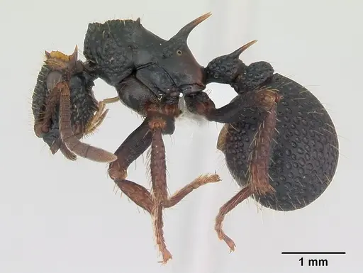 Ankylomyrma coronacantha - CASENT0005904