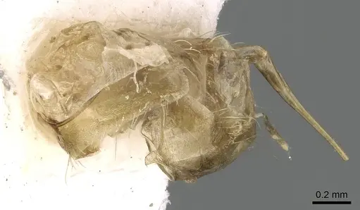 Ankylomyrma coronacantha - CASENT0005904