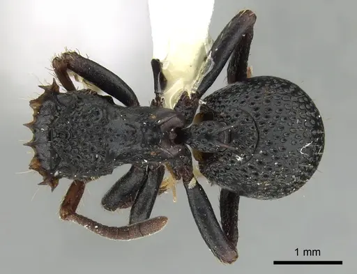 Ankylomyrma coronacantha - CASENT0175478