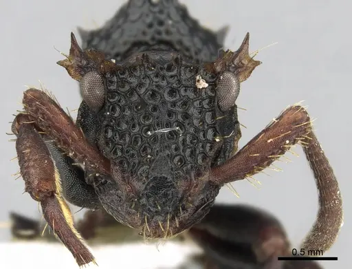 Ankylomyrma coronacantha - CASENT0175478