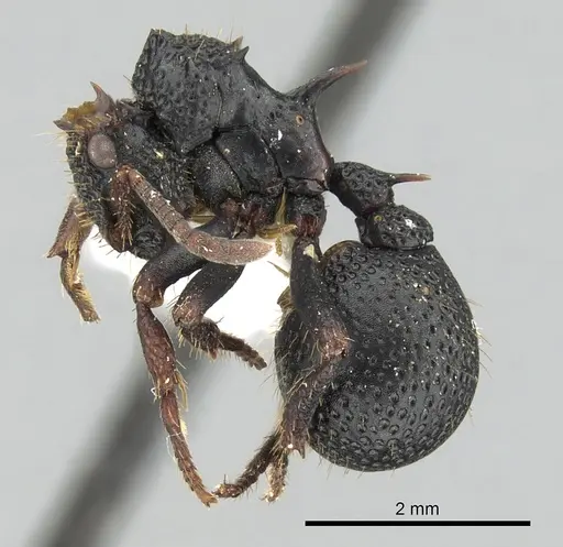 Ankylomyrma coronacantha - CASENT0175478