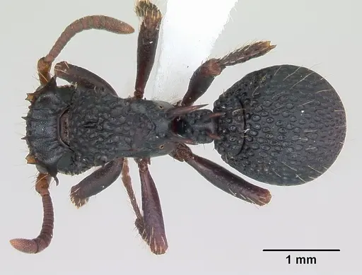 Ankylomyrma coronacantha - CASENT0406734