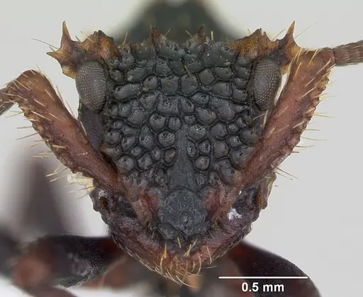 Ankylomyrma coronacantha - CASENT0406734