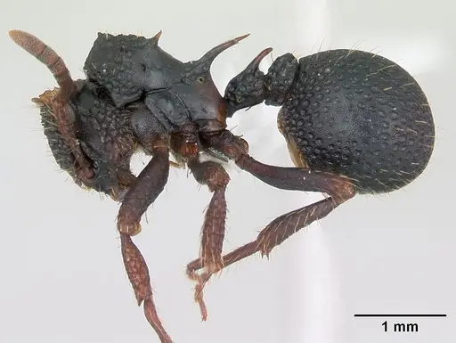 Ankylomyrma coronacantha - CASENT0406734