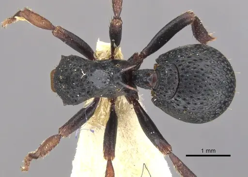 Ankylomyrma coronacantha - CASENT0902013