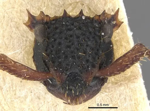 Ankylomyrma coronacantha - CASENT0902013