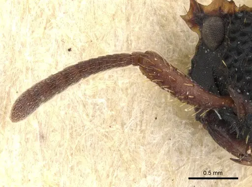 Ankylomyrma coronacantha - CASENT0902013