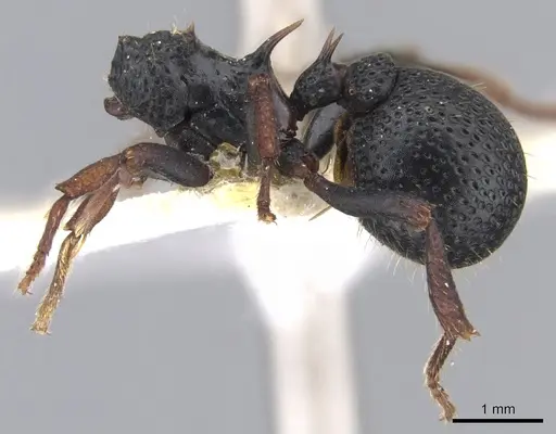 Ankylomyrma coronacantha - CASENT0902013