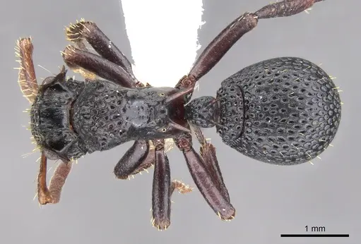 Ankylomyrma coronacantha - CASENT0902014