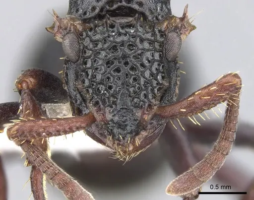 Ankylomyrma coronacantha - CASENT0902014