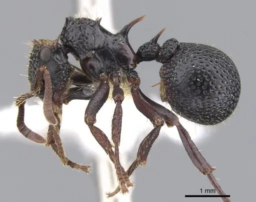 Ankylomyrma coronacantha - CASENT0902014