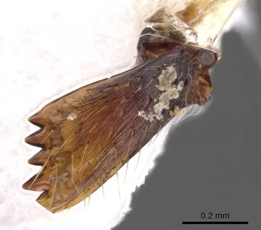 Ankylomyrma coronacantha - CASENT0902015