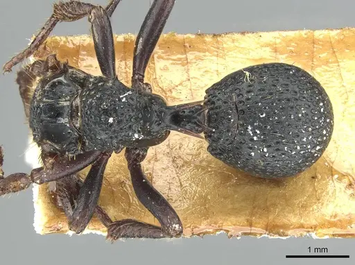 Ankylomyrma coronacantha - CASENT0912871