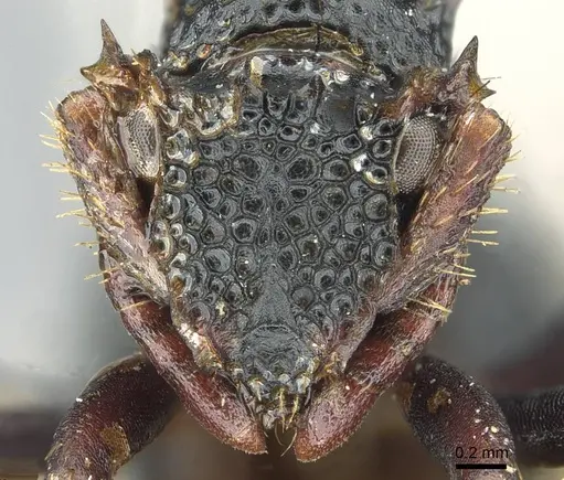 Ankylomyrma coronacantha - CASENT0912871