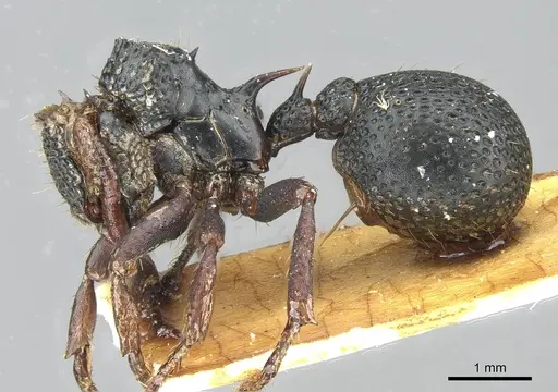 Ankylomyrma coronacantha - CASENT0912871