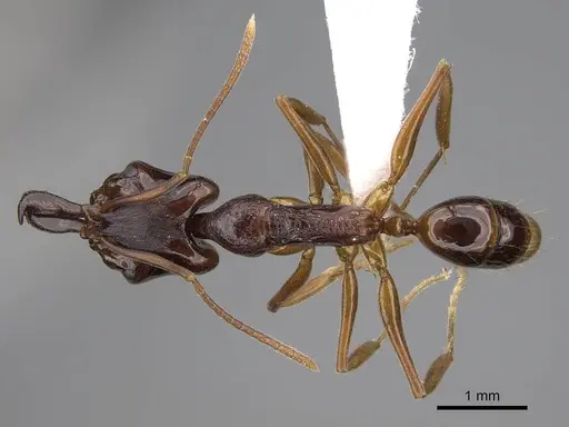 Anochetus africanus specimen