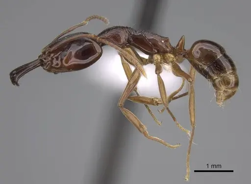 Anochetus africanus specimen