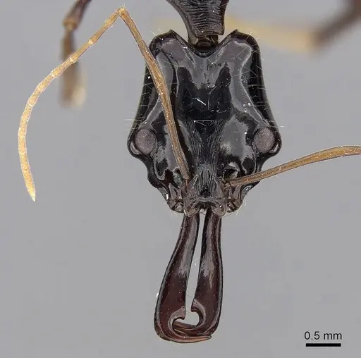 Anochetus agilis specimen