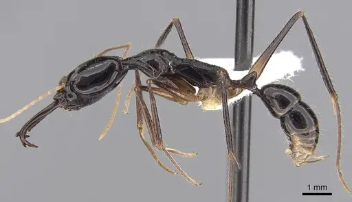 Anochetus agilis specimen