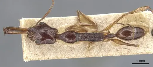 Anochetus agilis - CASENT0903984