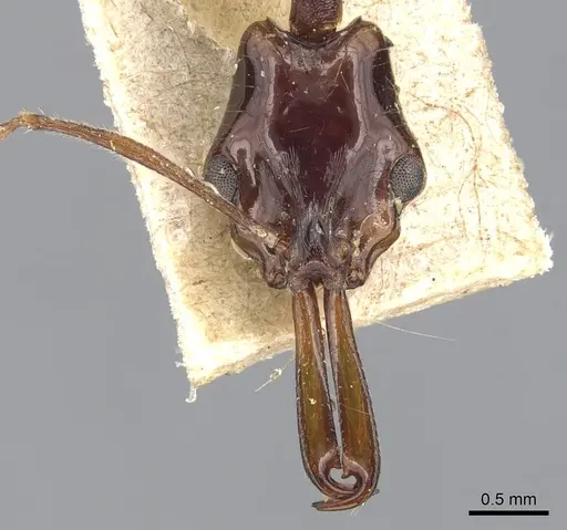 Anochetus agilis - CASENT0903984