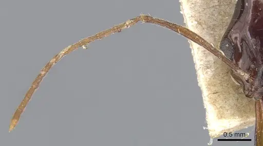 Anochetus agilis - CASENT0903984