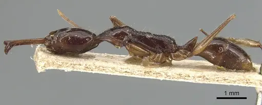 Anochetus agilis - CASENT0903984